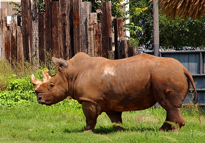 [Rhino walking in the grass. This one has shorter, but thicker horns. A hump can be seen just above the neck area.]